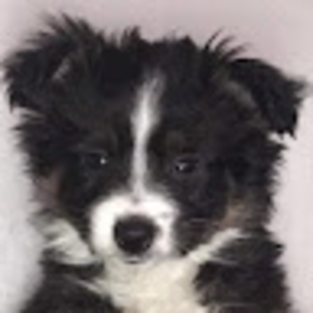 Meet your Posher, Carrie